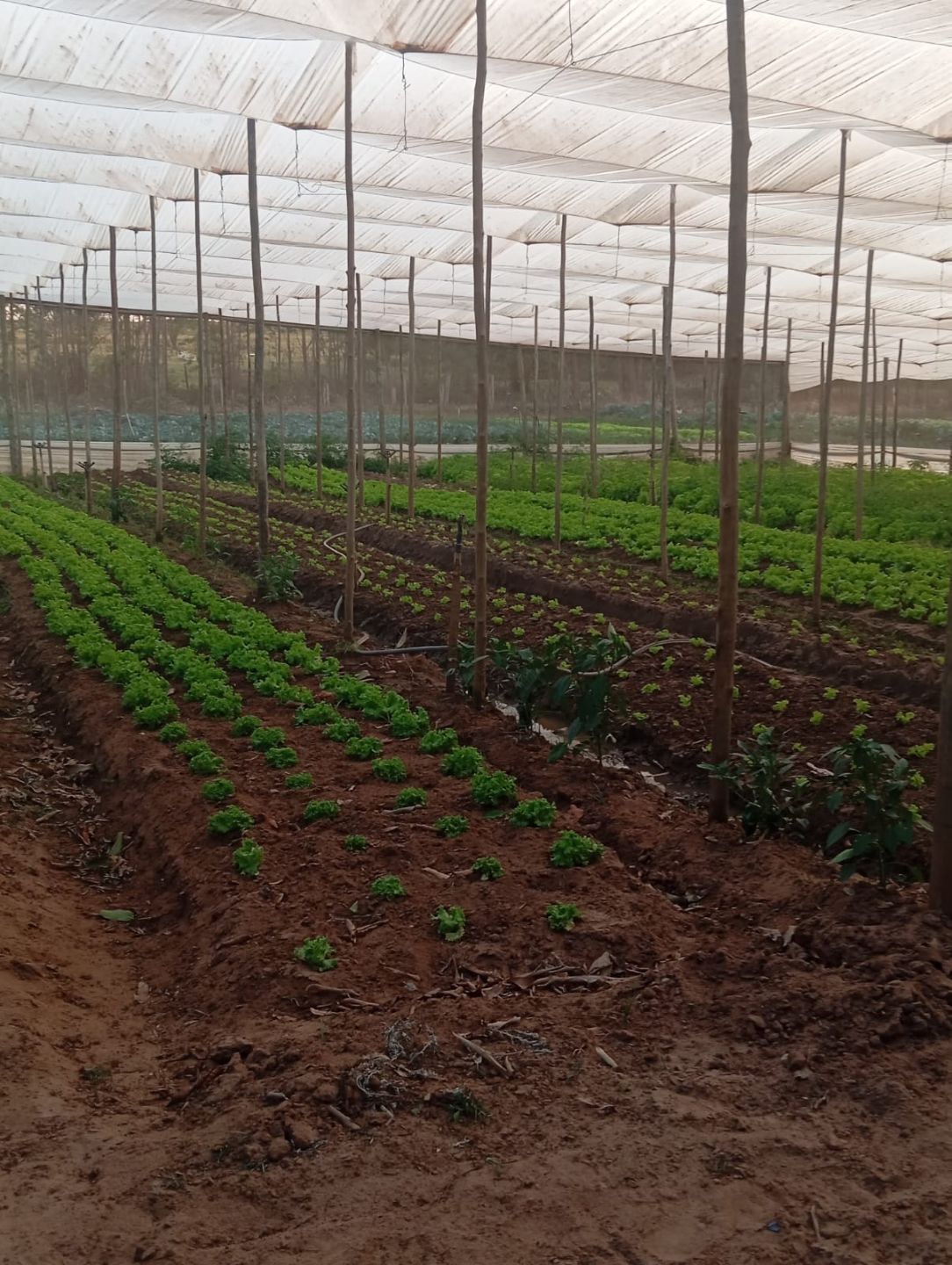 Campo IrrigaBot